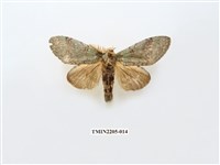 藏品(寬帶綠舟蛾)的圖片